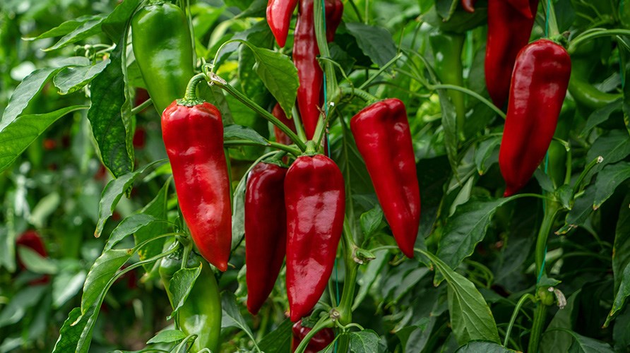 Chilier der gror på en busk. Chilier der gror på en busk.